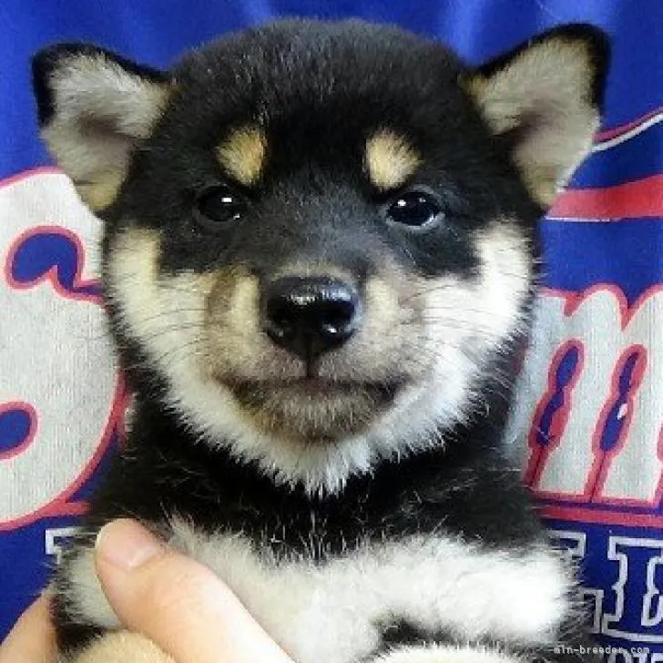 TK 様のお迎えした子犬