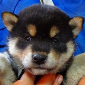 柴犬(標準サイズ)【埼玉県・男の子・2023年1月6日・黒】の写真「創業40年の犬舎なので、安心してご購入できます。」