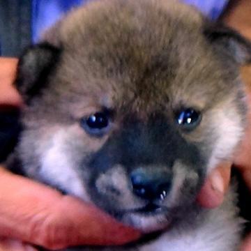 柴犬(標準サイズ)【埼玉県・女の子・2022年6月22日・赤胡麻】の写真「赤胡麻の別品さん」
