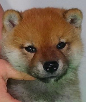柴犬(標準サイズ)【埼玉県・男の子・2021年8月23日・赤】の写真「コロコロのイケメンです。」