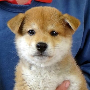 柴犬(標準サイズ)【埼玉県・男の子・2023年2月22日・赤】の写真「良質な仔犬です。」