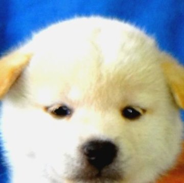 柴犬(標準サイズ)【埼玉県・女の子・2023年3月21日・白】の写真「希少な黒鼻の白雌です。」
