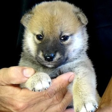 柴犬(標準サイズ)【埼玉県・男の子・2023年7月11日・赤】の写真「コロコロのイケメンです。」