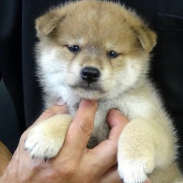 柴犬(標準サイズ)【埼玉県・男の子・2024年7月15日・赤】の写真「コロコロのイケメンです。」