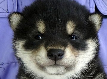 柴犬(標準サイズ)【埼玉県・女の子・2022年3月26日・黒】の写真「コロコロの姫ちゃんです。」