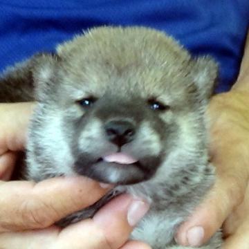 柴犬(標準サイズ)【埼玉県・男の子・2022年6月30日・赤胡麻】の写真「コロコロのイケメンです。」