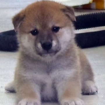 柴犬(標準サイズ)【埼玉県・男の子・2024年8月10日・赤】の写真「コロコロのイケメンです。」