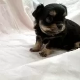 チワワ(ロング)