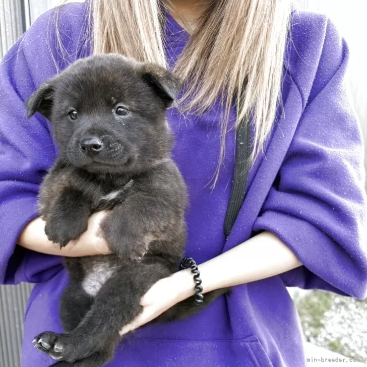 ID：2511-02185の子犬