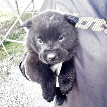 甲斐犬【栃木県・女の子・2025年9月13日・黒虎】の写真「とっても人間大好きです。」