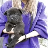 甲斐犬【栃木県・男の子・2025年9月28日・黒虎ですが中虎になりそうです】の写真1「男の子らしい顔をしています」