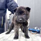 甲斐犬