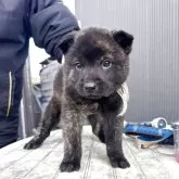 甲斐犬