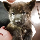 甲斐犬