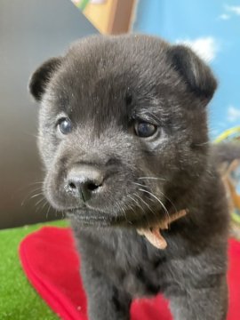 甲斐犬【栃木県・女の子・2022年11月21日・黒虎】の写真「とっても人間大好きで、父犬の赤毛が虎毛で出ています」