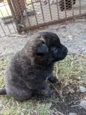 甲斐犬【栃木県・男の子・2021年12月22日・赤虎】の写真2「虎毛が綺麗に出ています。」