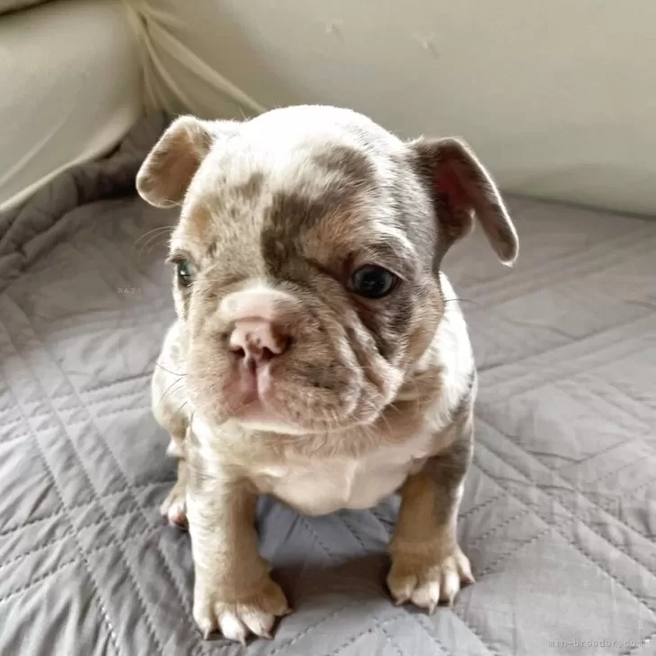 ID：2504-06342の子犬
