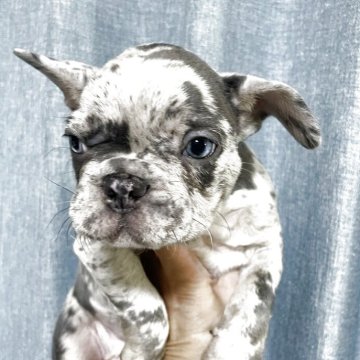 フレンチブルドッグ【福岡県・男の子・2025年10月20日・ブルーマール】の写真「今だけの限定価格です❗️優しい男の子です🐶」