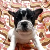 フレンチブルドッグ