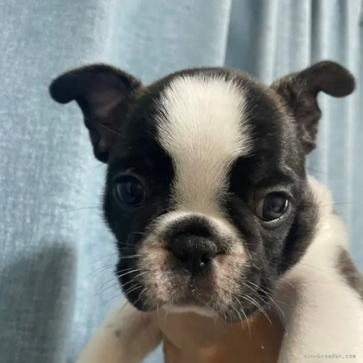 ID:2309-02145の子犬