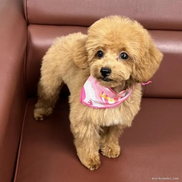 ID:2208-01342の子犬