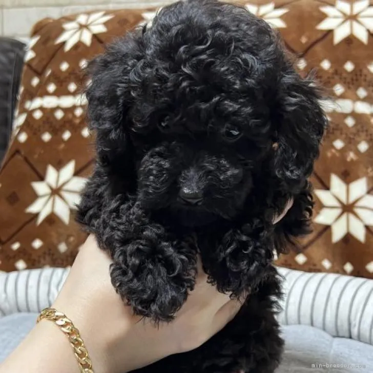 T 様のお迎えした子犬