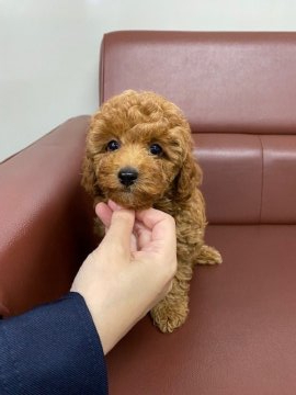 トイプードル(トイ)【山形県・女の子・2021年7月17日・レッド】の写真「可愛いお顔の元気ちゃん♪」