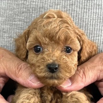 トイプードル(トイ)【山形県・女の子・2023年5月4日・レッド】の写真「おっとりのお嬢ちゃん」
