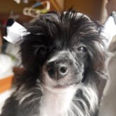 チャイニーズ・クレステッド・ドッグ