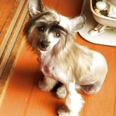 チャイニーズ・クレステッド・ドッグ