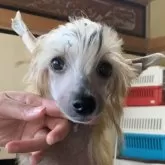 チャイニーズ・クレステッド・ドッグ