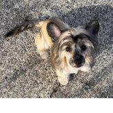 チャイニーズ・クレステッド・ドッグ