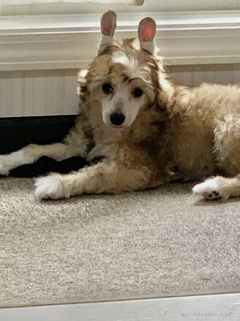 ID:2202-00066の子犬