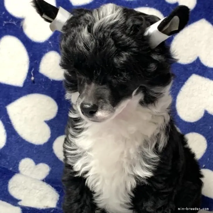 ID:2303-01340の子犬