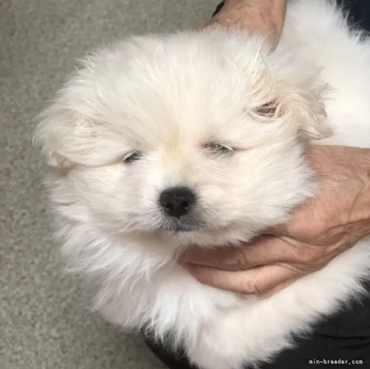 ID:2502-00328の子犬