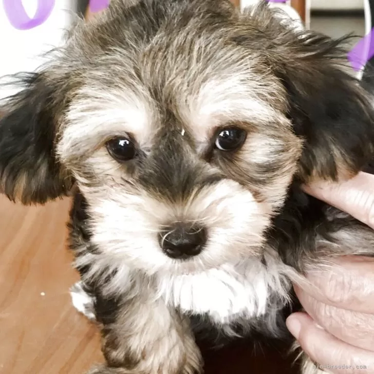 S.U 様のお迎えした子犬