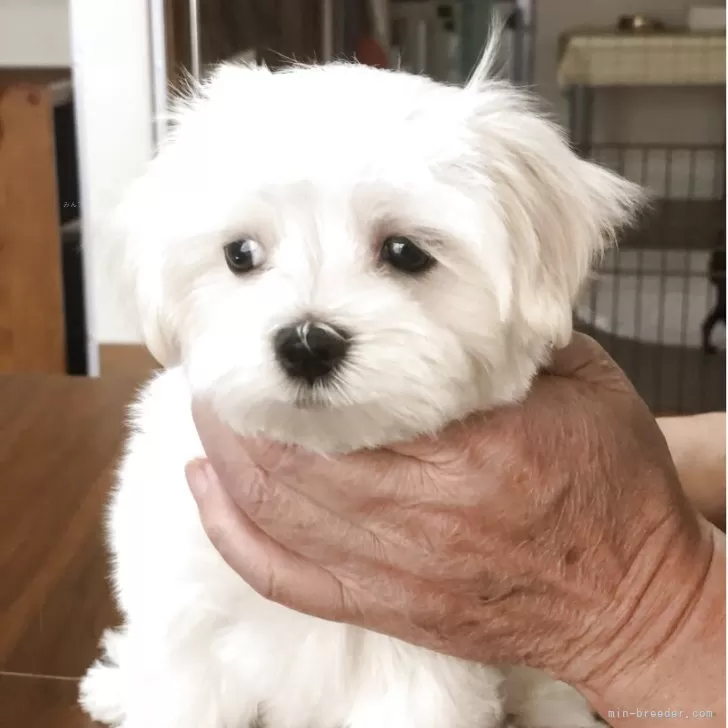 ID：2508-00638の子犬