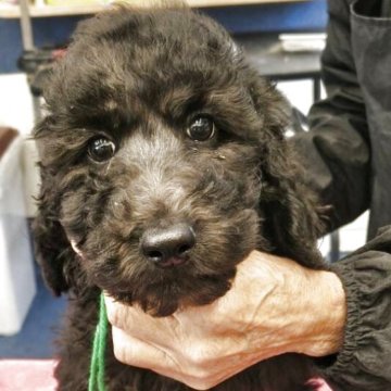 スタンダードプードル【三重県・男の子・2025年10月1日・ブラック】の写真「元気いっぱいに育ってます！」