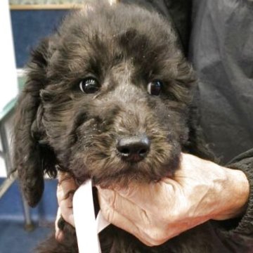 スタンダードプードル【三重県・女の子・2025年10月1日・ブラック】の写真「元気いっぱいに育っています！」