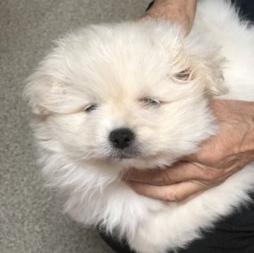 ポメラニアン【三重県・男の子・2024年12月1日・ホワイト】の写真「とっても大人しい子です」