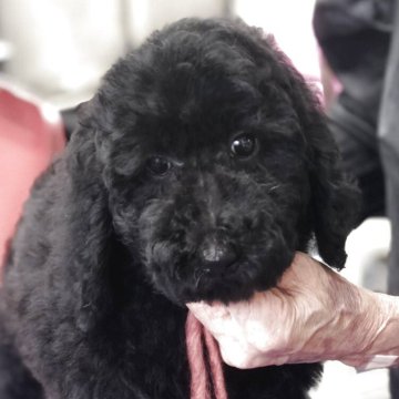 スタンダードプードル【三重県・女の子・2025年9月12日・ブラック】の写真「すくすく元気いっぱいに育っています！」