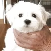 マルチーズ