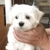 マルチーズ