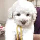 ビションフリーゼ