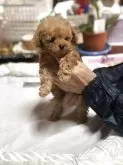 ティーカッププードル【三重県・男の子・2026年1月15日・アプリコット】の写真3