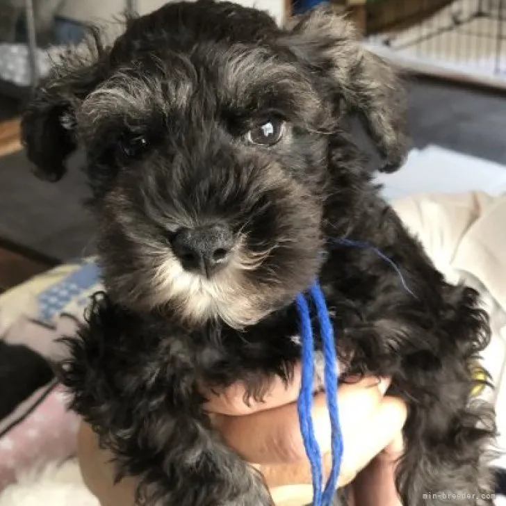 ID：2307-00486の子犬