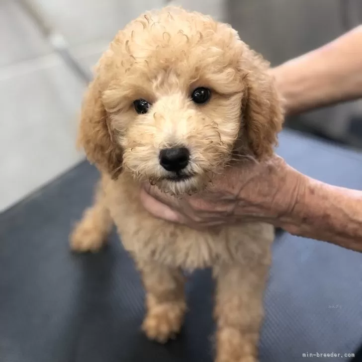 ID:2409-03661の子犬