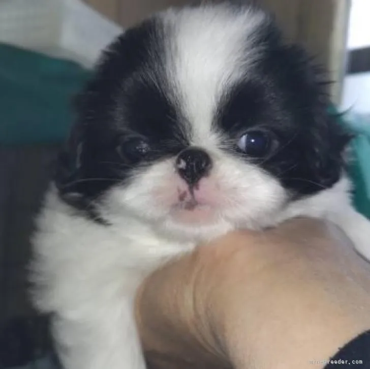 ID：2211-04534の子犬