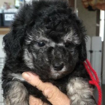 ミニチュアプードル【三重県・女の子・2023年5月14日・ブルー】の写真「元気一杯に育っています。」