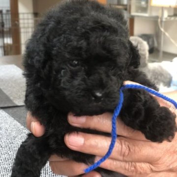 ミニチュアプードル【三重県・女の子・2023年4月12日・ブラック】の写真「元気一杯に育っています。」